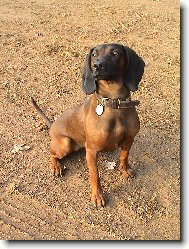 Bayriswcher Gebirgsschweisshund, Bavarian Mountain Scenthound