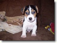 Jack Russell Terrier