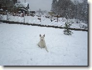 Bull Terrier