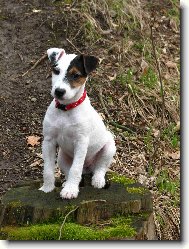 Parson Russel Terrier