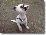 Parson Russel Terrier