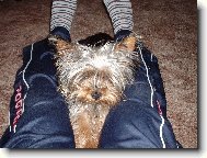 Jorkrsk terier, Yorkshire Terrier,