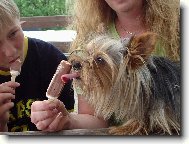 Jorkrsk terier, Yorkshire Terrier,