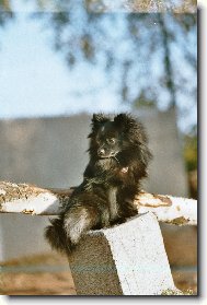 Deutscher spitz - Zwerspitz, German Spitz - Pomeranian