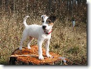 Parson Russel Terrier