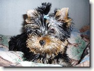 Jorkrsk terier, Yorkshire Terrier,