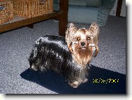 Jorkrsk terier, Yorkshire Terrier,