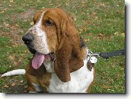 Basset Hound