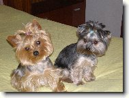 Jorkrsk terier, Yorkshire Terrier,