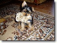 Jorkrsk terier, Yorkshire Terrier,