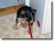 Jorkrsk terier, Yorkshire Terrier,