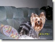 Jorkrsk terier, Yorkshire Terrier,