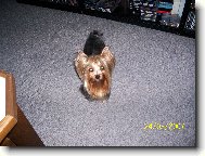 Jorkrsk terier, Yorkshire Terrier,