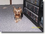 Jorkrsk terier, Yorkshire Terrier,