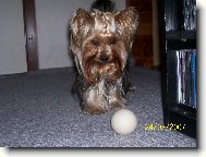 Jorkrsk terier, Yorkshire Terrier,