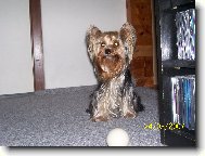 Jorkrsk terier, Yorkshire Terrier,