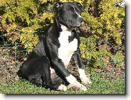 American staffordshire terrier \\\\\(Dog standard\\\\\)