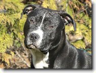 American staffordshire terrier \\\\\(Dog standard\\\\\)