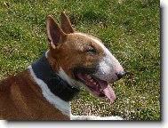 Bull Terrier