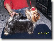 Jorkrsk terier, Yorkshire Terrier,