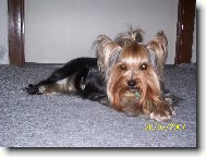 Jorkrsk terier, Yorkshire Terrier,