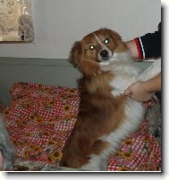 Shetland Sheepdog