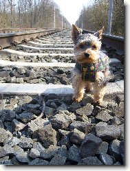 Jorkrsk terier, Yorkshire Terrier,