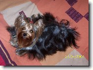 Jorkrsk terier, Yorkshire Terrier,