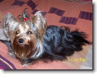 Jorkrsk terier, Yorkshire Terrier,