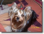 Jorkrsk terier, Yorkshire Terrier,