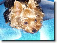 Jorkrsk terier, Yorkshire Terrier,