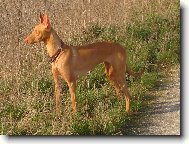 Pharaoh Hound