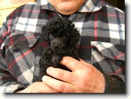 Toy Poodle