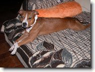 American staffordshire terrier \\\\\(Dog standard\\\\\)