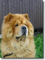 Chow Chow