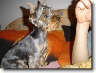 Jorkrsk terier, Yorkshire Terrier,