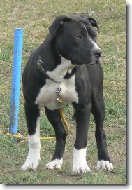 American staffordshire terrier \\\\\(Dog standard\\\\\)