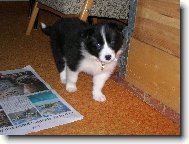 Border Collie