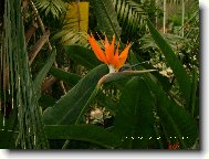 Strelitzia