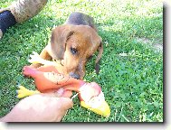 Dachshund