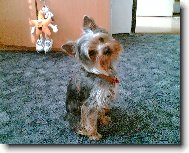 Jorkrsk terier, Yorkshire Terrier,