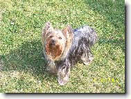 Jorkrsk terier, Yorkshire Terrier,