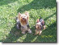 Jorkrsk terier, Yorkshire Terrier,