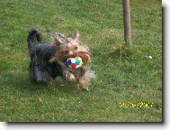 Jorkrsk terier, Yorkshire Terrier,