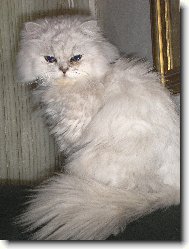 Persian cat