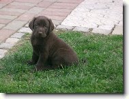 Labrador Retriever