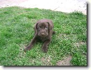 Labrador Retriever