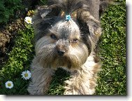 Jorkrsk terier, Yorkshire Terrier,