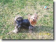 Jorkrsk terier, Yorkshire Terrier,