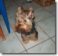 Jorkrsk terier, Yorkshire Terrier,